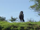 Pferd (Anni)