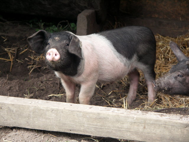 DSCF0021.JPG.jpg.jpg
